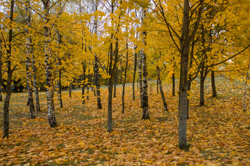Obraz premium Autumn trees are yellow and orange. Autumn yellow leaves close-up. Tree trunks with autumn leaves. Autumn landscape.