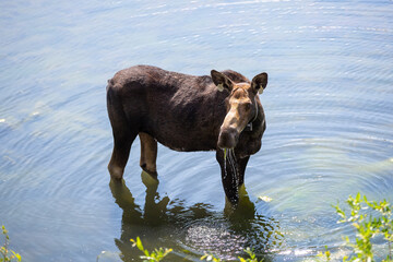 Momma moose with collar