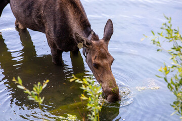 Thirsty Moose!