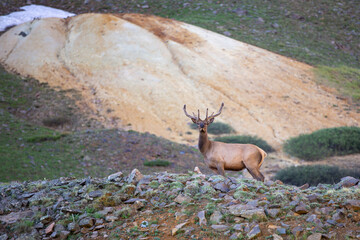 Bull Elk exploring an old mine shaft