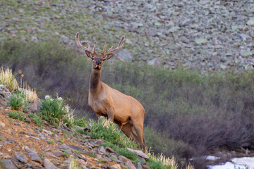 Curious bull elk
