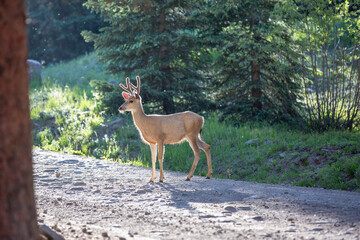Mule Deer glistening in the sun