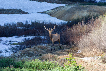 Bull Elk high in the Mountains