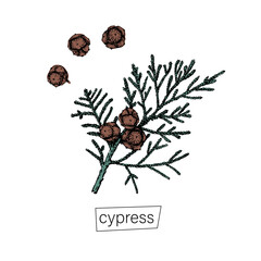 Hand drawn cypress sketch black for decoration design. Outline vector illustration. Natural line art. Vintage outline style.