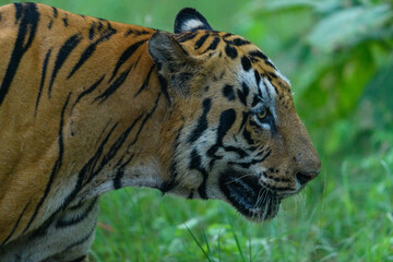Tiger portrait in green background in Tadoba national park.