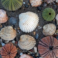 collection of coloful sea urchins and various shells on wet sand beach, natural pattern background