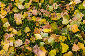 Yellow autumn leaves fallen from  trees lie on  green grass. background nature