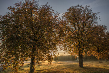 Fototapeta na wymiar Scanian landscape in the morning sun in autumn