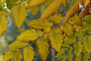 Goldenrain tree autumn leaves, golden autumn leaves background.