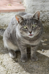Wild cat sticking out his tongue	