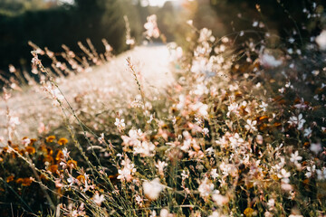 Closeup of lots of small field flowers in sunset light.