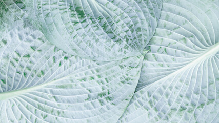 Silver leaf of the host plant in a bluish gray wax coating