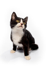 Obraz premium Cute cat on white background