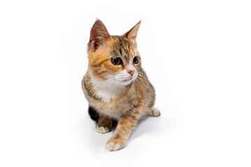 Cute cat on white background