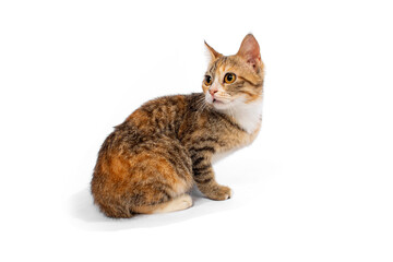 Cute cat on white background