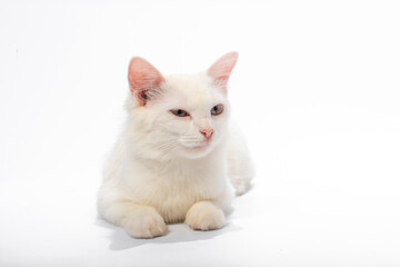 Cute cat on white background