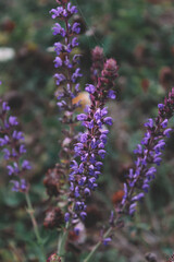 lavender flowers in the garden