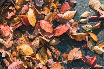 Autumn leaves on the ground in the sunlight