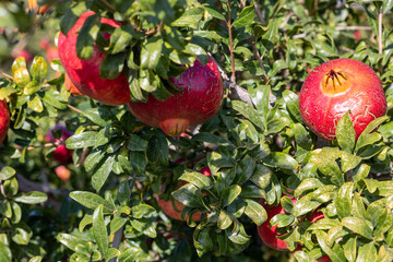 Ripe pomegranates growing on a tree in greece