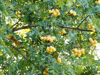 Sorbus domestica ou Cormier ou sorbier domestique, arbre fruitier sauvage au feuillage penné à...