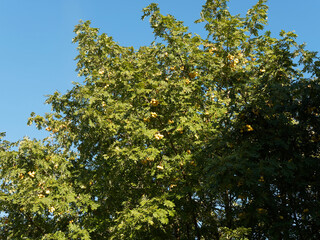 Obraz premium Sorbus domestica | Cormier, arbre fruitier au port colonnaire avec son feuillage à foliole vert et ses cormes blettes jaunes en forme de poire