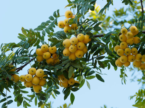 Sorbus domestica ou Cormier ou sorbier domestique, arbre fruitier sauvage au feuillage penn&eacute; &agrave; folioles &eacute;troites vert et ses fruits ou cormes jaunes en forme de poire 