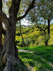 VILLENEUVE LES AVIGNON (Gard)