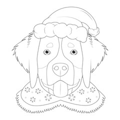 Christmas greeting card for coloring. Bernese Mountain dog with Santa's hat - obrazy, fototapety, plakaty