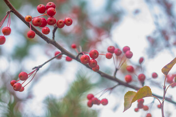 Red small fruits of a wild forest apple tree on a tree with fallen leaves in autumn