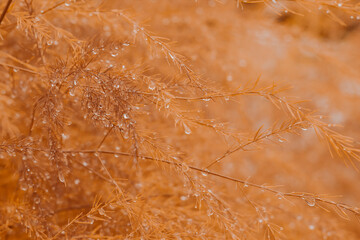 Brick colored, ochre colored plants in autumn in raindrops in wet weather, autumn beautiful background