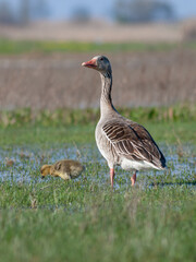 Mother goose defending the family.Greylag goose (Anser anser). National Park Neusiedler See-Seewinkel. Austria.
