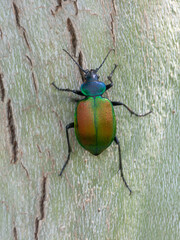 Forest caterpillar hunter (Calosoma sycophanta), a colorful ground beetle occurring in European oak forests, where it hunts catterpilars, mostly of the gypsy moth and other similar species.
