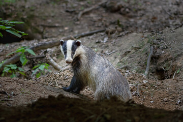 Wild Badger (Meles meles) in the green forest. Cute Mammal in environment, rainy day, Europe. Animal in the wood. © Vlasto Opatovsky