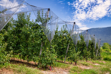 Apple orchard in South Tyrol Italy