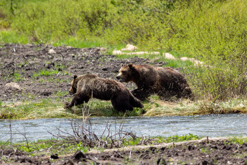 A date gone bad for these Grizzly's