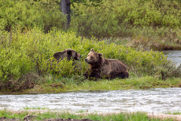 Relaxing Day by the river for the Grizzly bears