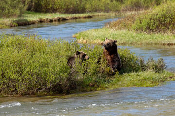 Daddy and Momma Grizzly Bears