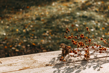 Dried flowers are lying on the table against the background of an autumn forest. Selective focus. The concept of a warm autumn