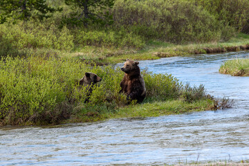 Dating Grizzly Bears