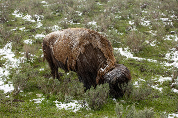 Buffalo grazing with snow falling