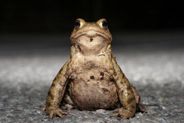 Common toad (Bufo bufo) in the natural ecosystem.