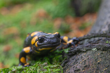 Fire salamander (Salamandra salamandra terrestris) in its natural habitat.