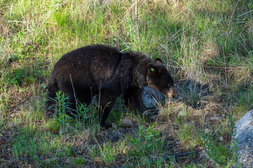 Black Bear in the woods