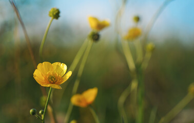 Obraz premium Common meadow buttercup - Ranunculus acris - bright yellow flowers, with green grass background, closeup detail