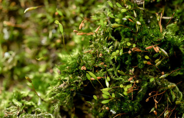 Fine green moss growing on tree