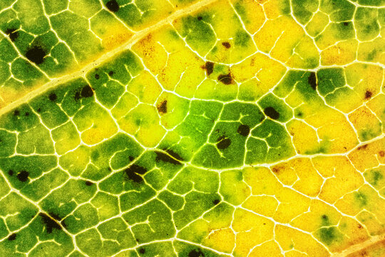 Fallen leaf, parts of it coloured yellow orange and dark brown spots, microscope detail image width 9mm