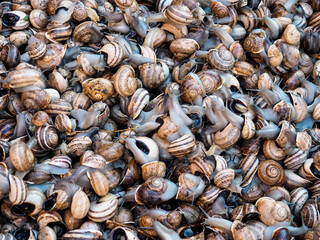 Live snails on display at a stall of street market in Marrakech, Morocco