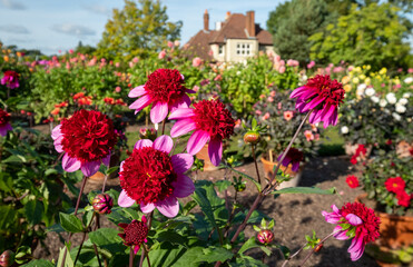 Fototapeta na wymiar Stunning pink dahlia flowers photographed on a sunny day in late summer in a garden in Wisley, near Woking in Surrey UK
