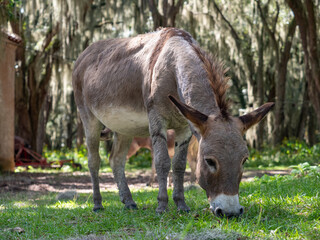 closeup of a grazing sicilian donkey