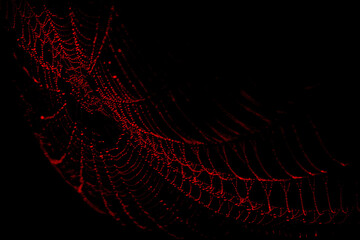 background spider web in morning dew drops on green grass. sun glare